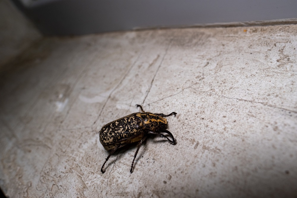 Insekten im Haus vermeiden